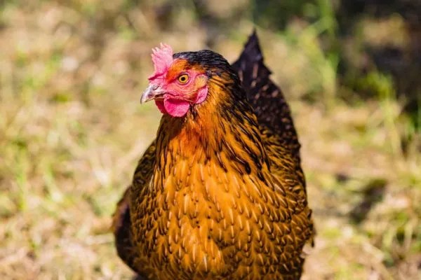 Damview_-_Gartmorn_-_Safari_Tents-194-min